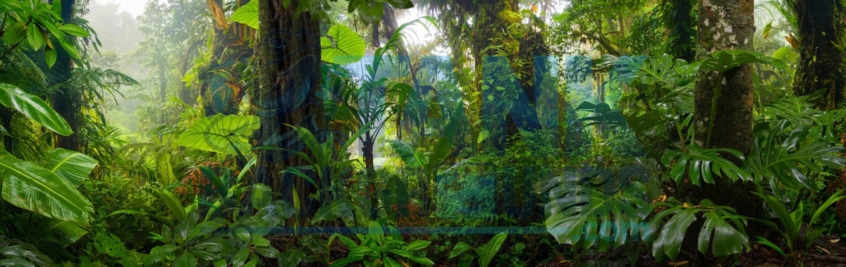 Lush Tropical Rainforest terrarium background