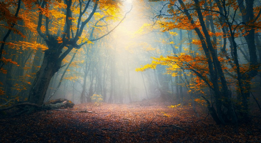 Misty Forest terrarium background