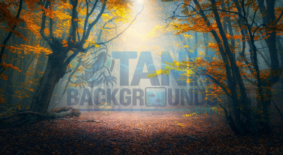 Misty Forest terrarium background