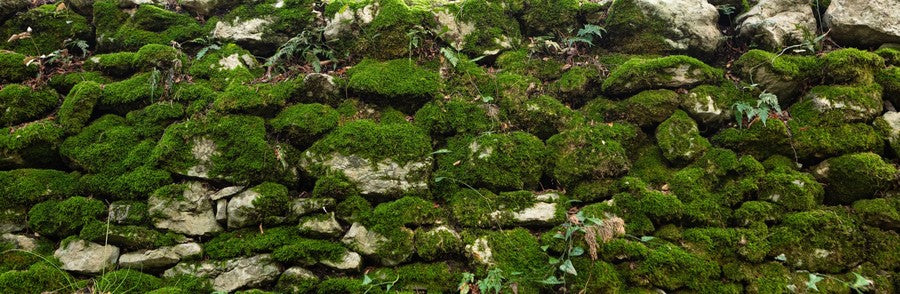 Moss Covered Rock terrarium background
