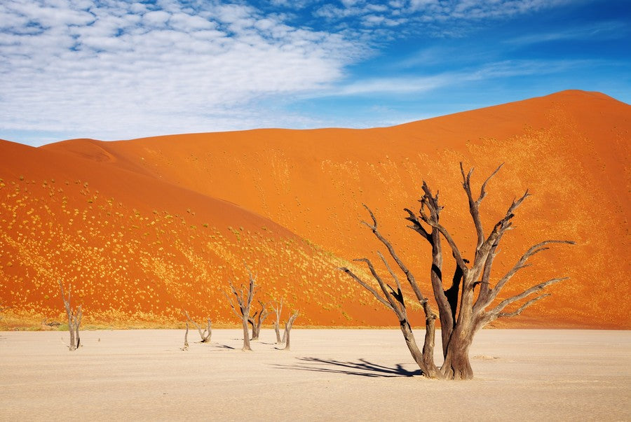 Orange Desert background