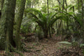 Palm Tree in the Jungle