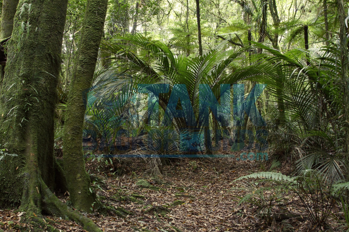 Palm Tree in the Jungle