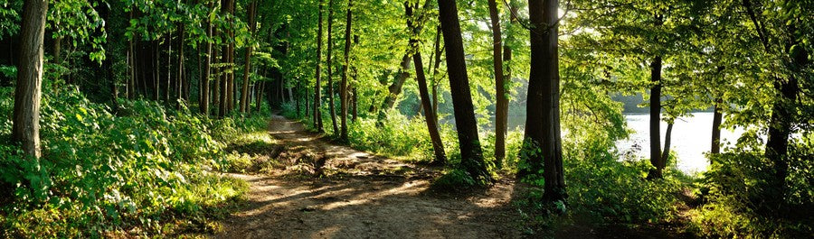 Panoramic Trail in the Forest
