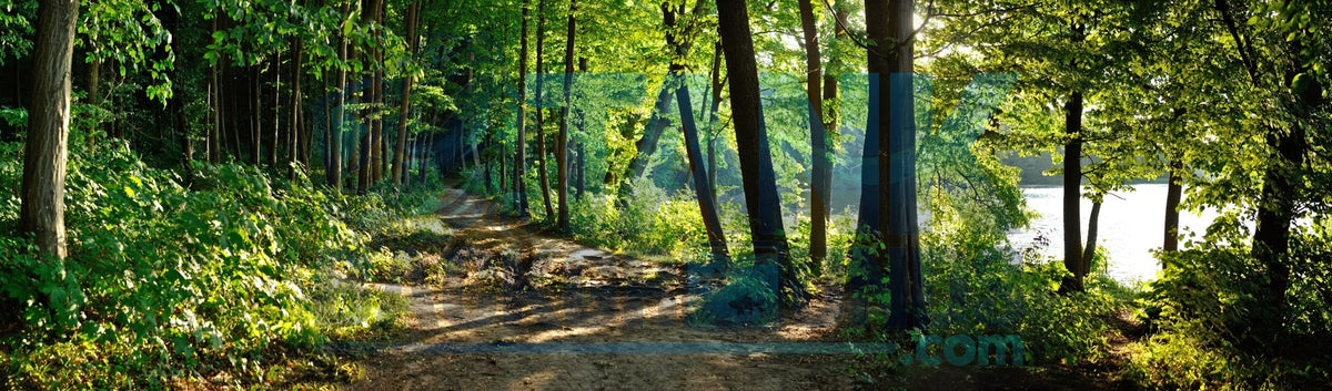 Panoramic Trail in the Forest