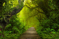 Path in the Jungle terrarium background