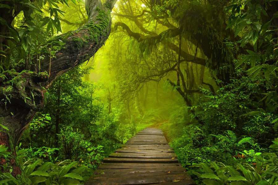 Path in the Jungle terrarium background