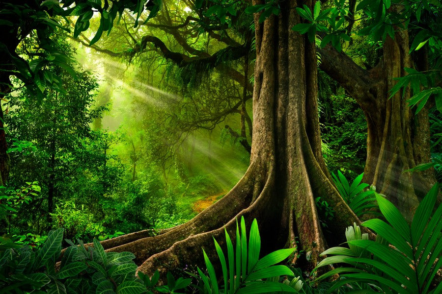 Rainforest with Large Tree terrarium background