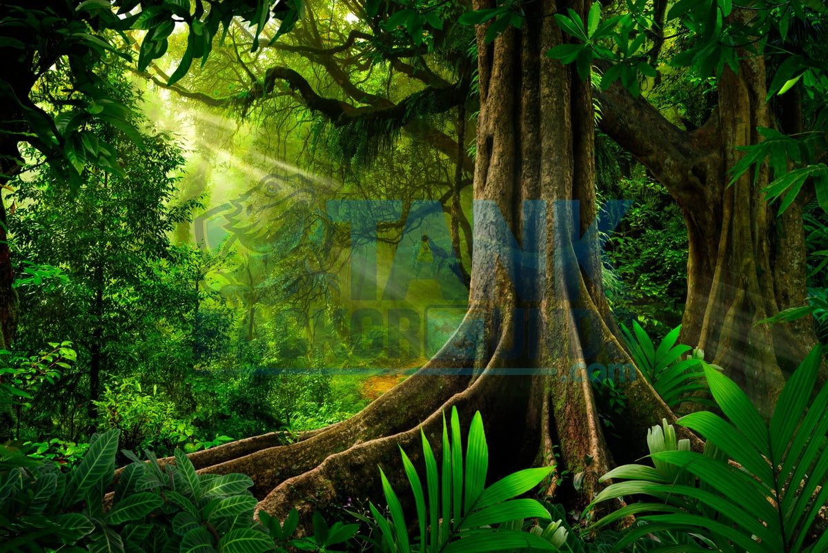 Rainforest with Large Tree terrarium background