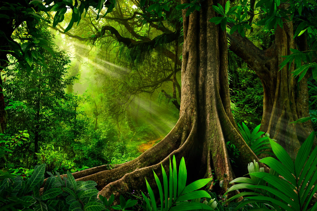 Rainforest with Large Tree terrarium background