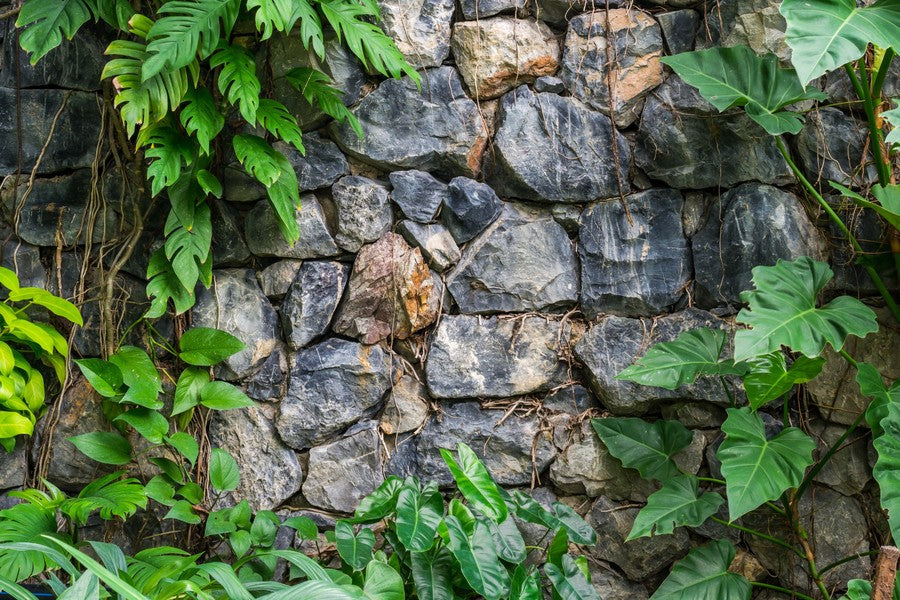 Rock Wall with Plants terrarium background