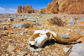 Rocky Desert Skull terrarium background