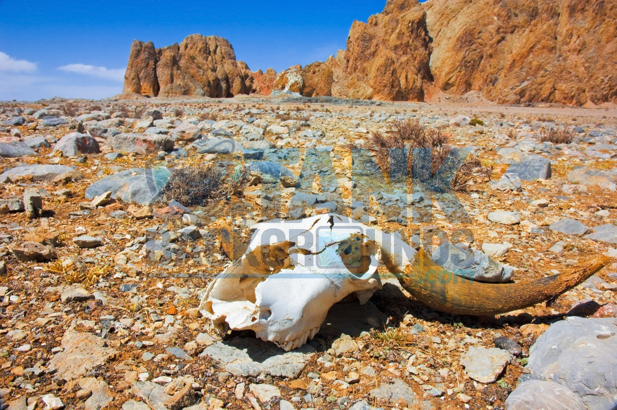 Rocky Desert Skull terrarium background