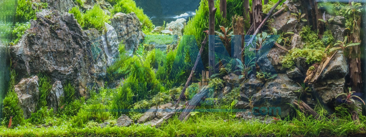 Rocky Planted Aquarium background