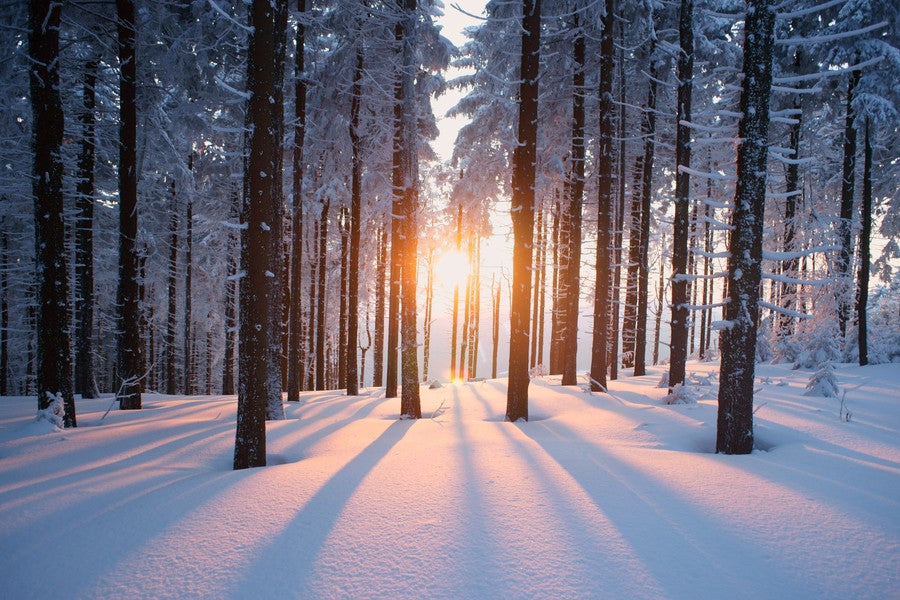 Snowy Forest background