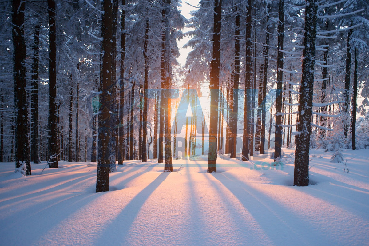 Snowy Forest background