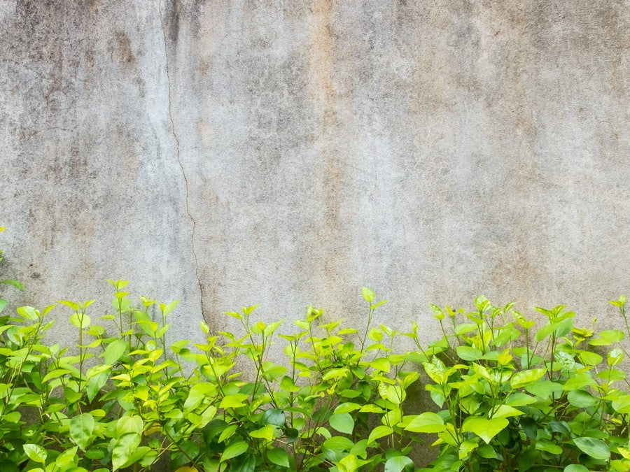 Stone Wall with Plants background