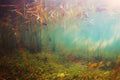 Sunlight Through the Reeds