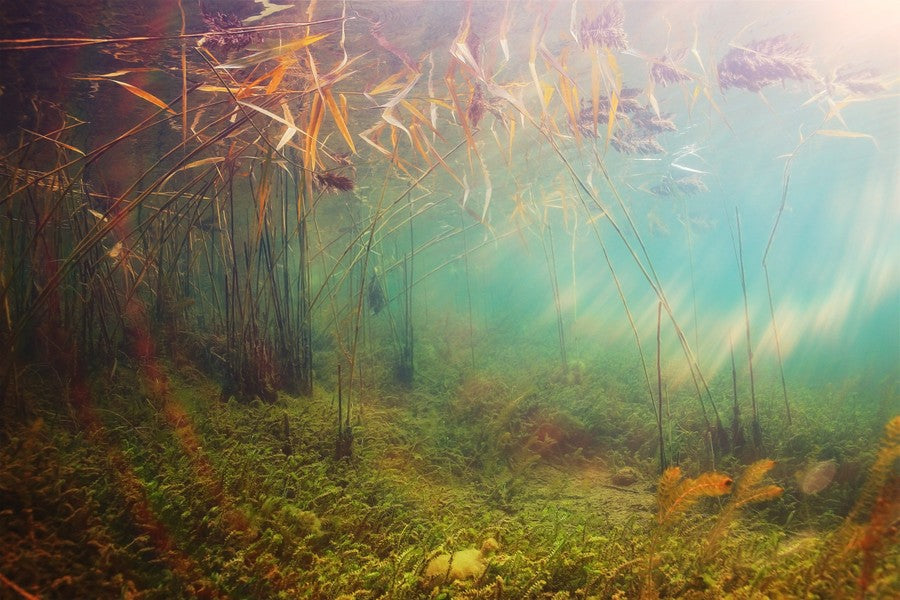 Sunlight Through the Reeds