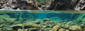 Turtle Tank semi-aquatic background