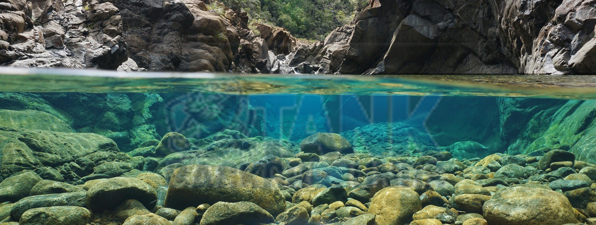 Turtle Tank semi-aquatic background