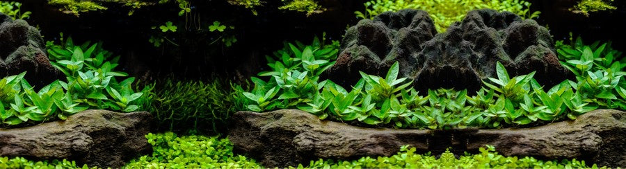 Underwater Driftwood Garden aquarium background