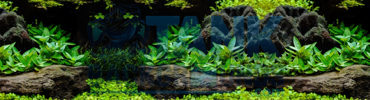 Underwater Driftwood Garden aquarium background