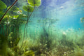 Underwater Lily Pads aquarium background