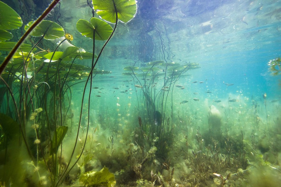 Underwater Lily Pads aquarium background