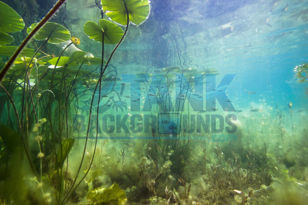 Underwater Lily Pads aquarium background