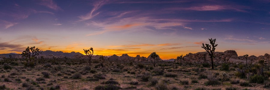 Panoramic desert valley with Joshua trees beneath a colorful wispy sunset