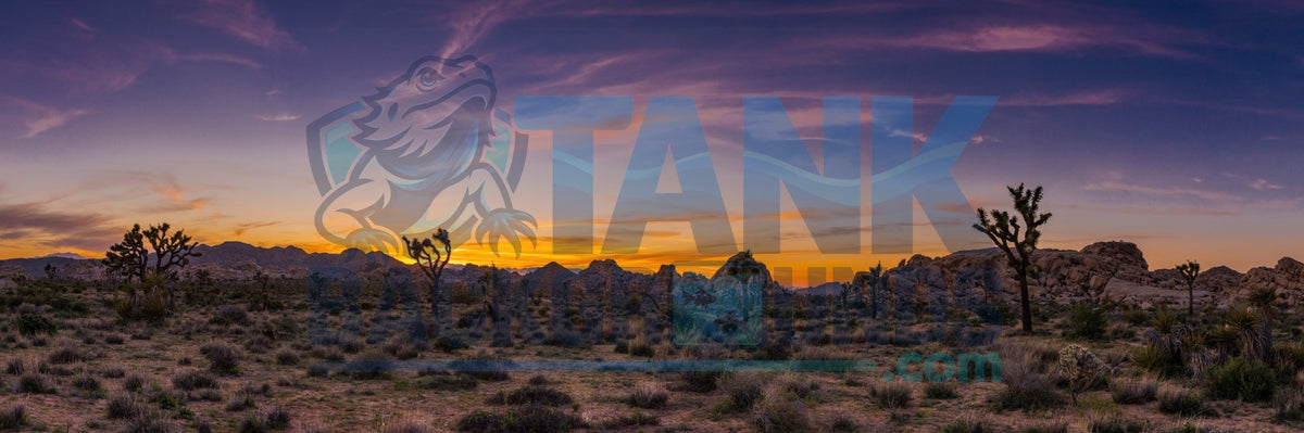Panoramic desert valley with Joshua trees beneath a colorful wispy sunset